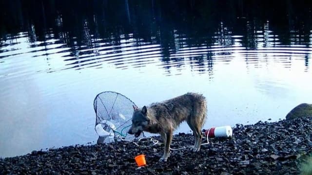 <ruby ><rb><span class="jlpt-n1" word="野生">野生</span></rb><rt>やせい</rt></ruby><span class="" word="オ">オ</span><span class="" word="オ">オ</span><span class="" word="カ">カ</span><span class="" word="ミ">ミ</span><span class="" word="に">に</span><span class="" word="よ">よ</span><span class="" word="る">る</span><ruby ><rb><span class="jlpt-n4" word="道具">道具</span><span class="jlpt-n1" word="的">的</span></rb><rt>どうぐてき</rt></ruby><ruby ><rb><span class="jlpt-n3" word="行動">行動</span></rb><rt>こうどう</rt></ruby><span class="" word="の">の</span><ruby ><rb><span class="jlpt-n1" word="初">初</span><span class="jlpt-n3" word="観察">観察</span></rb><rt>はつかんさつ</rt></ruby><span class="" word="―">―</span><span class="" word="―">―</span><ruby ><rb><span class="jlpt-n1" word="意図">意図</span><span class="" word="的">的</span></rb><rt>いとてき</rt></ruby><ruby ><rb><span class="jlpt-n3" word="操作">操作</span></rb><rt>そうさ</rt></ruby><span class="" word="と">と</span><ruby ><rb><span class="jlpt-n1" word="知性">知性</span></rb><rt>ちせい</rt></ruby><span class="" word="の">の</span><ruby ><rb><span class="" word="新">新</span></rb><rt>あら</rt></ruby><span class="" word="た">た</span><span class="" word="な">な</span><ruby ><rb><span class="jlpt-n1" word="証拠">証拠</span></rb><rt>しょうこ</rt></ruby>