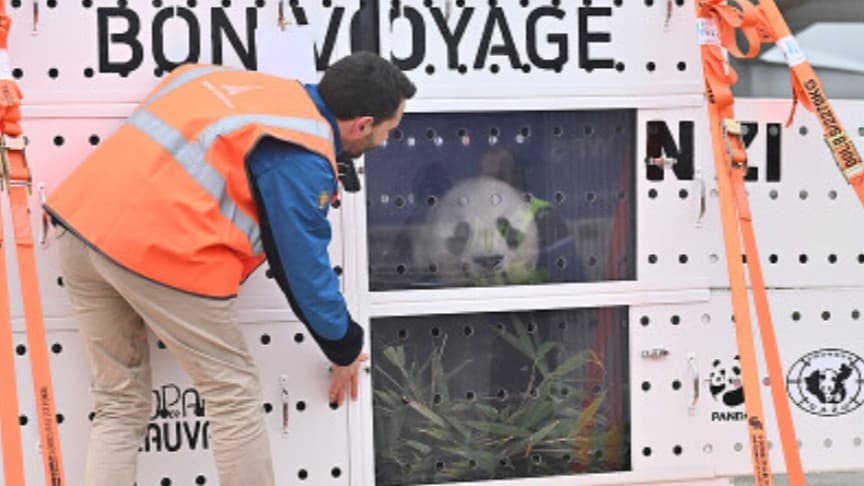 フランスのパンダ2頭が中国にかえりました