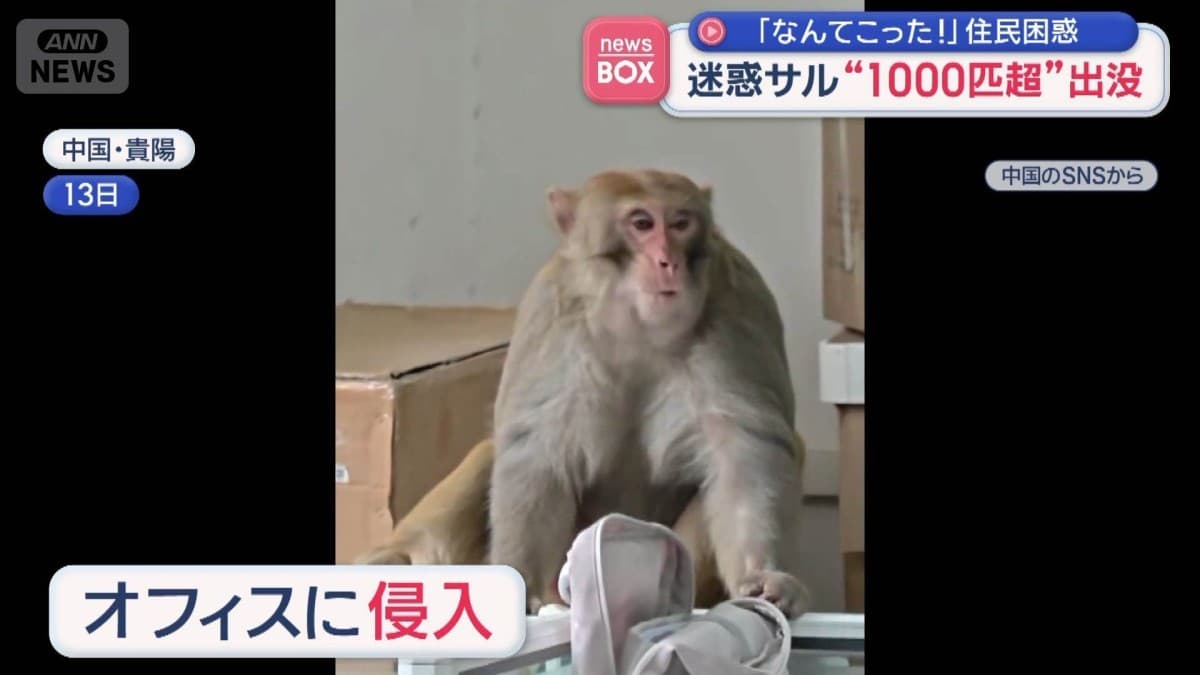 たくさんのサルが町にあらわれる
