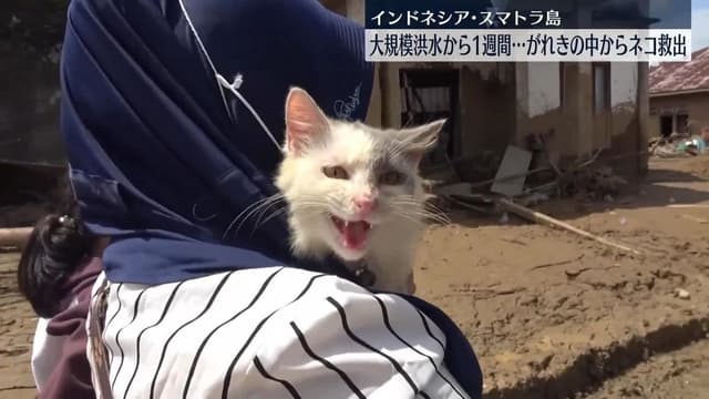 <span class="" word="イ">イ</span><span class="" word="ン">ン</span><span class="" word="ド">ド</span><span class="" word="ネ">ネ</span><span class="" word="シ">シ</span><span class="" word="ア">ア</span><span class="" word="の">の</span><span class="" word="ス">ス</span><span class="" word="マ">マ</span><span class="" word="ト">ト</span><span class="" word="ラ">ラ</span><ruby ><rb><span class="" word="島">島</span></rb><rt>とう</rt></ruby><span class="" word="で">で</span><ruby ><rb><span class="" word="大">大</span></rb><rt>おお</rt></ruby><span class="" word="き">き</span><span class="" word="な">な</span><ruby ><rb><span class="jlpt-n1" word="洪水">洪水</span></rb><rt>こうずい</rt></ruby><span class="" word="　">　</span><span class="" word="1">1</span><ruby ><rb><span class="jlpt-n3" word="週間">週間</span></rb><rt>しゅうかん</rt></ruby><span class="" word="ぶ">ぶ</span><span class="" word="り">り</span><span class="" word="に">に</span><span class="" word="ネ">ネ</span><span class="" word="コ">コ</span><span class="" word="が">が</span><ruby ><rb><span class="" word="助">助</span></rb><rt>たす</rt></ruby><span class="" word="け">け</span><span class="" word="ら">ら</span><span class="" word="れ">れ</span><span class="" word="る">る</span>