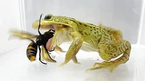 トノサマガエルはスズメバチに刺されても死なない
