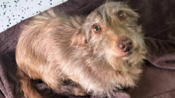 アメリカで5年間行方不明だった犬、遠く離れた場所で見つかる