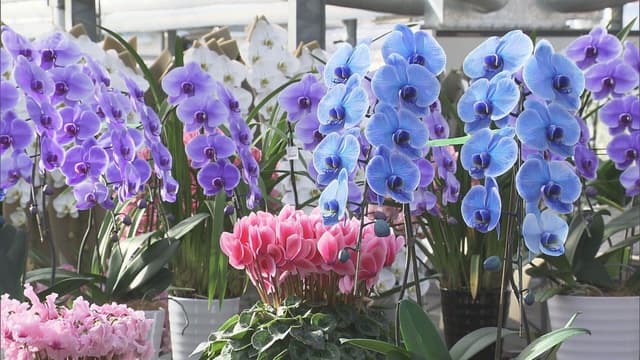 <ruby ><rb><span class="unknown" word="宇都宮">宇都宮</span><span class="jlpt-n4" word="市">市</span></rb><rt>うつのみやし</rt></ruby><span class="" word="で">で</span><ruby ><rb><span class="unknown" word="胡蝶">胡蝶</span><span class="unknown" word="蘭">蘭</span></rb><rt>こちょうらん</rt></ruby><span class="" word="の">の</span><ruby ><rb><span class="unknown" word="出荷">出荷</span></rb><rt>しゅっか</rt></ruby><span class="" word="が">が</span><ruby ><rb><span class="" word="始">始</span></rb><rt>はじ</rt></ruby><span class="" word="ま">ま</span><span class="" word="り">り</span><span class="" word="ま">ま</span><span class="" word="し">し</span><span class="" word="た">た</span>