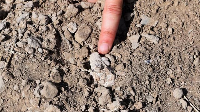 <span class="" word="「">「</span><span class="" word="ブ">ブ</span><span class="" word="ル">ル</span><span class="" word="テ">テ</span><span class="" word="レ">レ</span><span class="" word="の">の</span><ruby ><rb><span class="jlpt-n5" word="足">足</span></rb><rt>あし</rt></ruby><span class="" word="」">」</span><span class="" word="は">は</span><ruby ><rb><span class="" word="デ">デ</span><span class="" word="イ">イ</span><span class="" word="レ">レ</span><span class="" word="メ">メ</span><span class="" word="ダ">ダ</span><span class="jlpt-n3" word="猿">猿</span><span class="jlpt-n5" word="人">人</span></rb><rt>デイレメダえんじん</rt></ruby><span class="" word="だ">だ</span><span class="" word="っ">っ</span><span class="" word="た">た</span><span class="" word="、">、</span><ruby ><rb><span class="jlpt-n3" word="人類">人類</span></rb><rt>じんるい</rt></ruby><ruby ><rb><span class="jlpt-n1" word="進化">進化</span></rb><rt>しんか</rt></ruby><span class="" word="の">の</span><ruby ><rb><span class="jlpt-n4" word="歴史">歴史</span></rb><rt>れきし</rt></ruby><span class="" word="に">に</span><ruby ><rb><span class="unknown" word="新説">新説</span></rb><rt>しんせつ</rt></ruby>