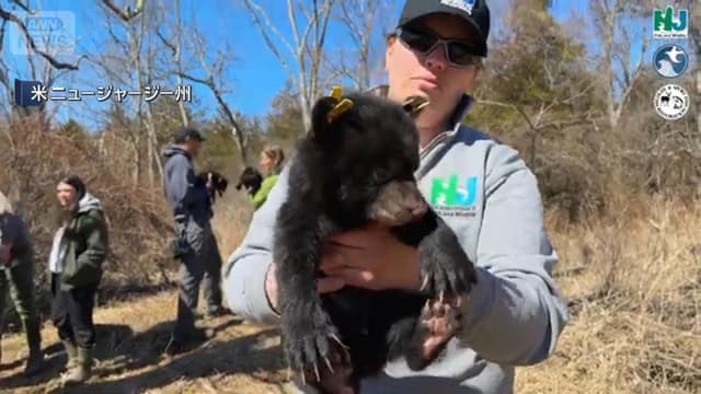 <span class="jlpt-n4" word="アメリカ">アメリカ</span><span class="" word="・">・</span><span class="" word="ニ">ニ</span><span class="" word="ュ">ュ</span><span class="" word="ー">ー</span><span class="" word="ジ">ジ</span><span class="" word="ャ">ャ</span><span class="" word="ー">ー</span><span class="" word="ジ">ジ</span><span class="" word="ー">ー</span><ruby ><rb><span class="jlpt-n3" word="州">州</span></rb><rt>しゅう</rt></ruby><span class="" word="で">で</span><span class="" word="ク">ク</span><span class="" word="マ">マ</span><span class="" word="の">の</span><ruby ><rb><span class="" word="狩">狩</span></rb><rt>か</rt></ruby><span class="" word="り">り</span><span class="" word="が">が</span><span class="" word="は">は</span><span class="" word="じ">じ</span><span class="" word="ま">ま</span><span class="" word="る">る</span>