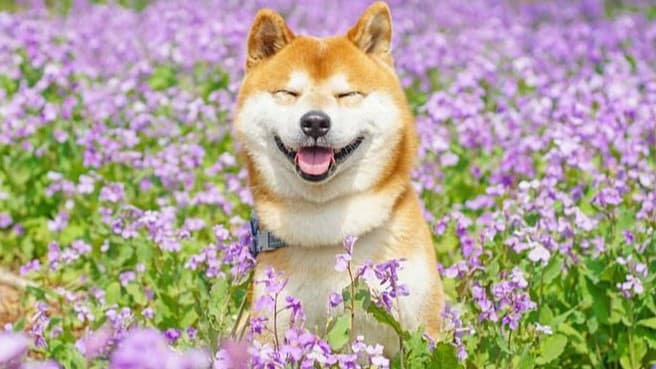 年末年始に犬と安全に過ごすためのポイント