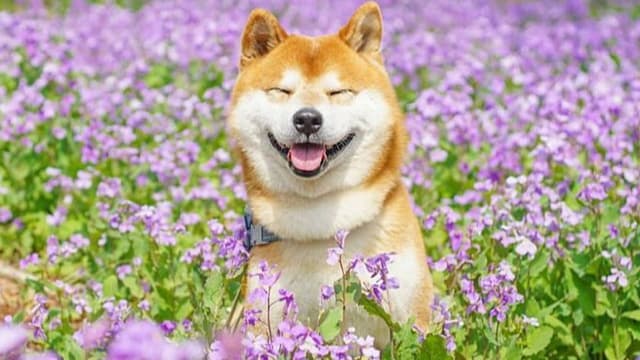 <ruby><rb><span class="unknown" word="年末">年末</span><span class="unknown" word="年始">年始</span></rb><rt>ねんまつねんし</rt></ruby><span class="" word="に">に</span><ruby><rb><span class="jlpt-n5" word="犬">犬</span></rb><rt>いぬ</rt></ruby><span class="" word="と">と</span><ruby><rb><span class="jlpt-n4" word="安全">安全</span></rb><rt>あんぜん</rt></ruby><span class="" word="に">に</span><ruby><rb><span class="" word="過">過</span></rb><rt>す</rt></ruby><span class="" word="ご">ご</span><span class="" word="す">す</span><span class="" word="た">た</span><span class="" word="め">め</span><span class="" word="の">の</span><span class="jlpt-n1" word="ポイント">ポイント</span>