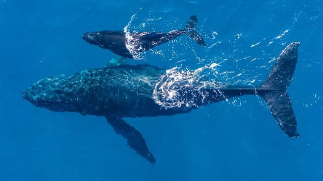 <span class="" word="ハ">ハ</span><span class="" word="ワ">ワ</span><span class="" word="イ">イ</span><ruby ><rb><span class="jlpt-n3" word="訪問">訪問</span></rb><rt>ほうもん</rt></ruby><span class="jlpt-n5" word="前">前</span><span class="" word="に">に</span><ruby ><rb><span class="" word="知">知</span></rb><rt>し</rt></ruby><span class="" word="っ">っ</span><span class="" word="て">て</span><span class="" word="お">お</span><span class="" word="く">く</span><span class="" word="べ">べ</span><span class="" word="き">き</span><span class="" word="ザ">ザ</span><span class="" word="ト">ト</span><span class="" word="ウ">ウ</span><span class="" word="ク">ク</span><span class="" word="ジ">ジ</span><span class="" word="ラ">ラ</span><span class="" word="に">に</span><ruby ><rb><span class="" word="関">関</span></rb><rt>かん</rt></ruby><span class="" word="す">す</span><span class="" word="る">る</span><ruby ><rb><span class="" word="1">1</span><span class="" word="0">0</span></rb><rt>じゅう</rt></ruby><span class="" word="の">の</span><ruby ><rb><span class="jlpt-n2" word="高度">高度</span></rb><rt>こうど</rt></ruby><span class="" word="な">な</span><ruby ><rb><span class="jlpt-n3" word="知識">知識</span></rb><rt>ちしき</rt></ruby>