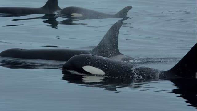 <ruby ><rb><span class="unknown" word="天敵">天敵</span></rb><rt>てんてき</rt></ruby><ruby ><rb><span class="jlpt-n4" word="関係">関係</span></rb><rt>かんけい</rt></ruby><span class="" word="を">を</span><ruby ><rb><span class="" word="超">超</span></rb><rt>こ</rt></ruby><span class="" word="え">え</span><span class="" word="た">た</span><ruby ><rb><span class="unknown" word="協">協</span><span class="jlpt-n1" word="働">働</span></rb><rt>きょうどう</rt></ruby><ruby ><rb><span class="jlpt-n3" word="行動">行動</span></rb><rt>こうどう</rt></ruby><span class="" word="―">―</span><span class="" word="―">―</span><span class="" word="シ">シ</span><span class="" word="ャ">ャ</span><span class="" word="チ">チ</span><span class="" word="と">と</span><span class="" word="イ">イ</span><span class="" word="ル">ル</span><span class="" word="カ">カ</span><span class="" word="に">に</span><span class="" word="よ">よ</span><span class="" word="る">る</span><ruby ><rb><span class="jlpt-n3" word="共同">共同</span></rb><rt>きょうどう</rt></ruby><ruby ><rb><span class="unknown" word="捕食">捕食</span></rb><rt>ほしょく</rt></ruby><span class="" word="の">の</span><ruby ><rb><span class="jlpt-n1" word="初">初</span></rb><rt>はつ</rt></ruby><ruby ><rb><span class="jlpt-n3" word="記録">記録</span></rb><rt>きろく</rt></ruby>