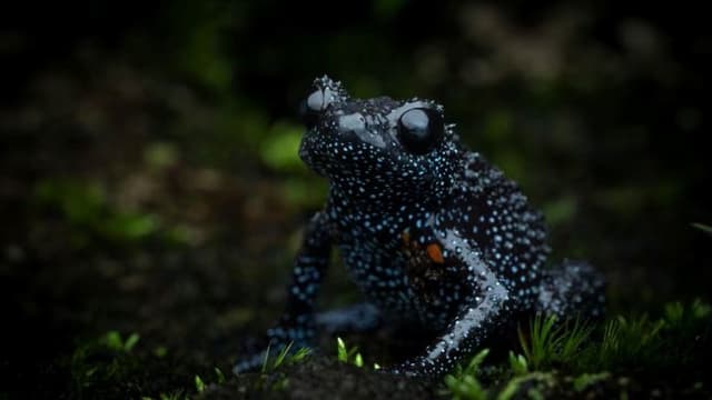 <ruby ><rb><span class="unknown" word="無秩序">無秩序</span></rb><rt>むちつじょ</rt></ruby><span class="" word="な">な</span><ruby ><rb><span class="jlpt-n2" word="撮影">撮影</span><span class="jlpt-n3" word="活動">活動</span></rb><rt>さつえいかつどう</rt></ruby><span class="" word="が">が</span><ruby ><rb><span class="jlpt-n3" word="絶滅">絶滅</span><span class="unknown" word="危惧">危惧</span><span class="jlpt-n3" word="種">種</span></rb><rt>ぜつめつきぐしゅ</rt></ruby><span class="" word="ギ">ギ</span><span class="" word="ャ">ャ</span><span class="" word="ラ">ラ</span><span class="" word="ク">ク</span><span class="" word="シ">シ</span><span class="" word="ー">ー</span><span class="" word="フ">フ</span><span class="" word="ロ">ロ</span><span class="" word="ッ">ッ</span><span class="" word="グ">グ</span><span class="" word="に">に</span><ruby ><rb><span class="" word="及">及</span></rb><rt>およ</rt></ruby><span class="" word="ぼ">ぼ</span><span class="" word="す">す</span><ruby ><rb><span class="jlpt-n3" word="深刻">深刻</span></rb><rt>しんこく</rt></ruby><span class="" word="な">な</span><ruby ><rb><span class="jlpt-n3" word="影響">影響</span></rb><rt>えいきょう</rt></ruby>