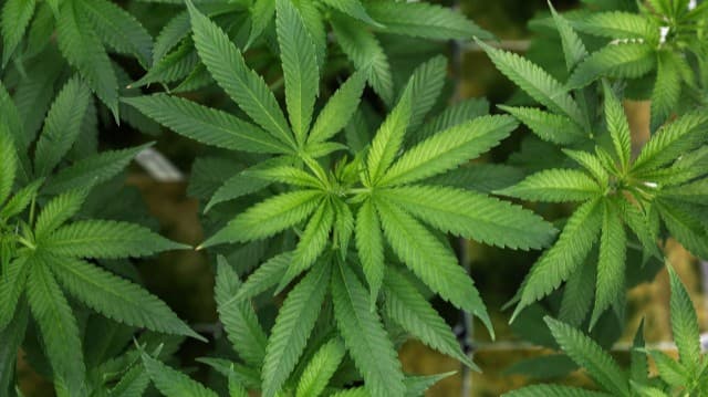 トランプ前大統領、大麻の規制をゆるめる大統領令にサイン