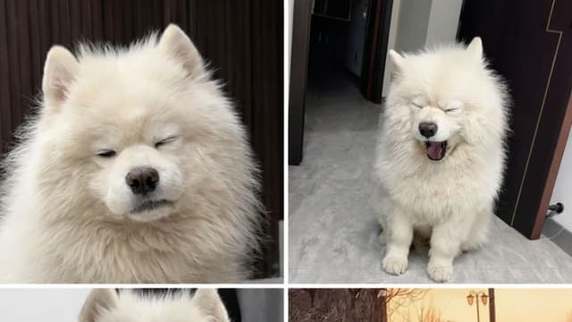 <ruby ><rb><span class="jlpt-n5" word="朝">朝</span></rb><rt>あさ</rt></ruby><span class="" word="が">が</span><ruby ><rb><span class="" word="弱">弱</span></rb><rt>よわ</rt></ruby><span class="" word="い">い</span><span class="" word="サ">サ</span><span class="" word="モ">モ</span><span class="" word="エ">エ</span><span class="" word="ド">ド</span>