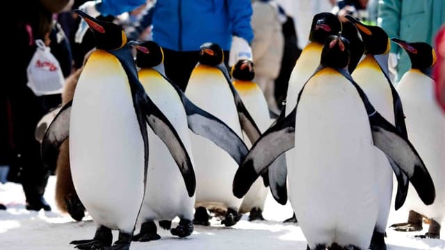 <ruby ><rb><span class="unknown" word="北海道">北海道</span></rb><rt>ほっかいどう</rt></ruby><span class="" word="　">　</span><ruby ><rb><span class="unknown" word="旭山">旭山</span><span class="jlpt-n5" word="動物">動物</span><span class="jlpt-n1" word="園">園</span></rb><rt>あさひやまどうぶつえん</rt></ruby><span class="" word="：">：</span><ruby ><rb><span class="jlpt-n3" word="日本">日本</span></rb><rt>にほん</rt></ruby><span class="" word="で">で</span><ruby ><rb><span class="" word="最">最</span></rb><rt>もっと</rt></ruby><span class="" word="も">も</span><ruby ><rb><span class="jlpt-n3" word="人気">人気</span></rb><rt>にんき</rt></ruby><span class="" word="の">の</span><span class="jlpt-n5" word="ある">ある</span><ruby ><rb><span class="" word="動">動</span><span class="" word="物">物</span><span class="" word="園">園</span></rb><rt>どうぶつえん</rt></ruby>