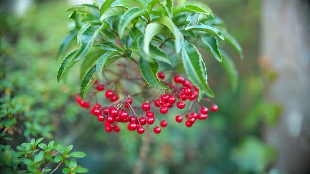 <ruby ><rb><span class="jlpt-n3" word="日本">日本</span></rb><rt>にほん</rt></ruby><span class="" word="の">の</span><ruby ><rb><span class="" word="ま">ま</span><span class="" word="ん">ん</span><span class="unknown" word="両">両</span></rb><rt>りょう</rt></ruby><span class="" word="の">の</span><ruby ><rb><span class="jlpt-n5" word="木">木</span></rb><rt>き</rt></ruby>