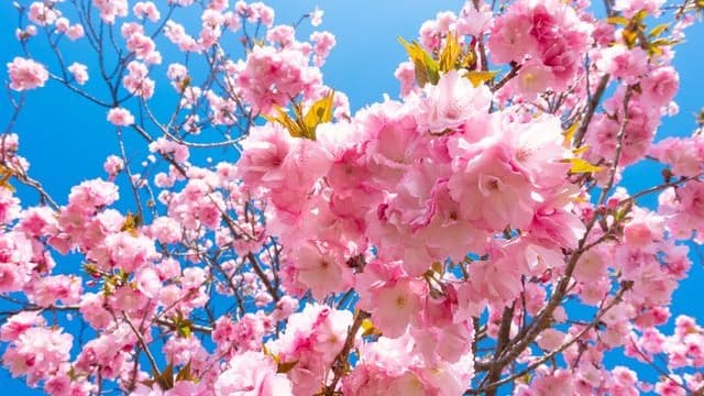 <ruby ><rb><span class="" word="2">2</span><span class="" word="0">0</span><span class="" word="2">2</span><span class="" word="6">6</span><span class="jlpt-n5" word="年">年</span></rb><rt>にせんにじゅうろくねん</rt></ruby><span class="" word="の">の</span><ruby ><rb><span class="jlpt-n3" word="日本">日本</span></rb><rt>にほん</rt></ruby><span class="" word="の">の</span><span class="" word="さ">さ</span><span class="" word="く">く</span><span class="" word="ら">ら</span><span class="" word="の">の</span><ruby ><rb><span class="unknown" word="開花">開花</span></rb><rt>かいか</rt></ruby><span class="" word="よ">よ</span><span class="" word="そ">そ</span><span class="" word="う">う</span>