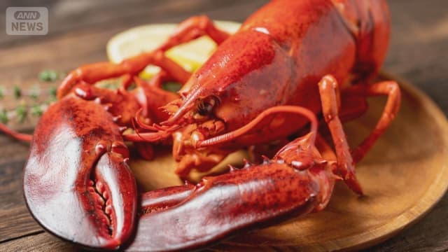 <span class="" word="ロ">ロ</span><span class="" word="ブ">ブ</span><span class="" word="ス">ス</span><span class="" word="タ">タ</span><span class="" word="ー">ー</span><span class="" word="を">を</span><ruby ><rb><span class="" word="生">生</span></rb><rt>い</rt></ruby><span class="" word="き">き</span><span class="" word="た">た</span><span class="" word="ま">ま</span><span class="" word="ま">ま</span><span class="jlpt-n2" word="ゆでる">ゆでる</span><span class="" word="こ">こ</span><span class="" word="と">と</span><span class="" word="を">を</span><span class="" word="や">や</span><span class="" word="め">め</span><span class="" word="る">る</span><ruby ><rb><span class="jlpt-n5" word="話">話</span></rb><rt>はなし</rt></ruby>