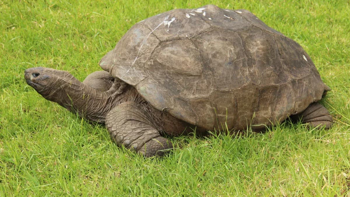 進化的適応がもたらす極限の長寿