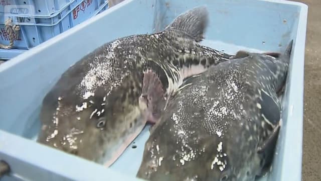 <ruby ><rb><span class="unknown" word="下関">下関</span></rb><rt>しものせき</rt></ruby><span class="" word="で">で</span><span class="" word="フ">フ</span><span class="" word="グ">グ</span><span class="" word="の">の</span><span class="" word="は">は</span><span class="" word="つ">つ</span><span class="" word="う">う</span><span class="" word="り">り</span>