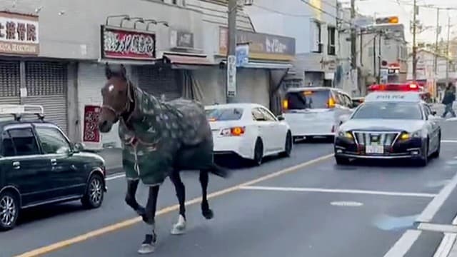 <ruby ><rb><span class="unknown" word="川崎">川崎</span><span class="jlpt-n4" word="市">市</span></rb><rt>かわさきし</rt></ruby><span class="" word="で">で</span><ruby ><rb><span class="jlpt-n3" word="馬">馬</span></rb><rt>うま</rt></ruby><span class="" word="が">が</span><ruby ><rb><span class="jlpt-n5" word="道">道</span></rb><rt>みち</rt></ruby><span class="" word="を">を</span><ruby ><rb><span class="" word="歩">歩</span></rb><rt>ある</rt></ruby><span class="" word="き">き</span><span class="" word="ま">ま</span><span class="" word="し">し</span><span class="" word="た">た</span>