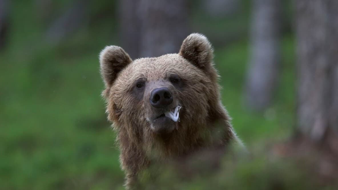 熊におそわれた女の人とお母さんの電話