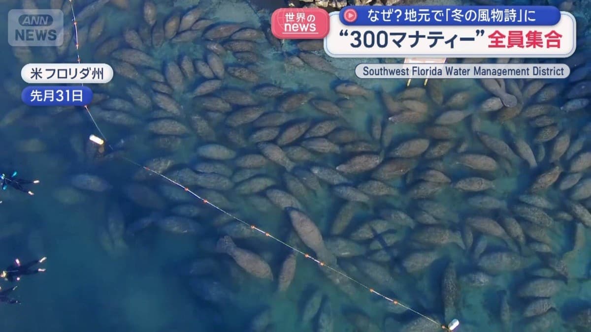 フロリダでたくさんのマナティーがあつまります