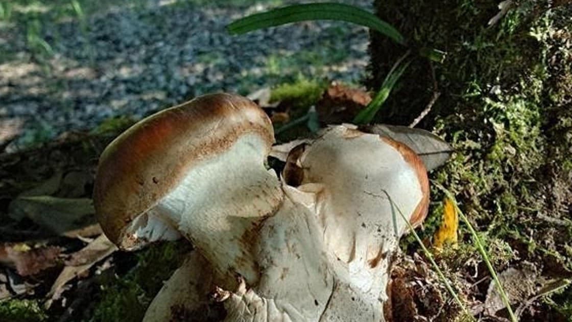 宮崎でめずらしいきのこをみつけました