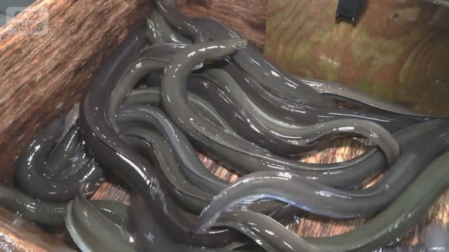 <span class="jlpt-n4" word="アメリカ">アメリカ</span><span class="" word="ウ">ウ</span><span class="" word="ナ">ナ</span><span class="" word="ギ">ギ</span><span class="" word="の">の</span><ruby ><rb><span class="" word="新">新</span></rb><rt>あたら</rt></ruby><span class="" word="し">し</span><span class="" word="い">い</span><span class="jlpt-n1" word="ルール">ルール</span><span class="" word="は">は</span><span class="" word="あ">あ</span><span class="" word="り">り</span><span class="" word="ま">ま</span><span class="" word="せ">せ</span><span class="" word="ん">ん</span><span class="" word="で">で</span><span class="" word="し">し</span><span class="" word="た">た</span>