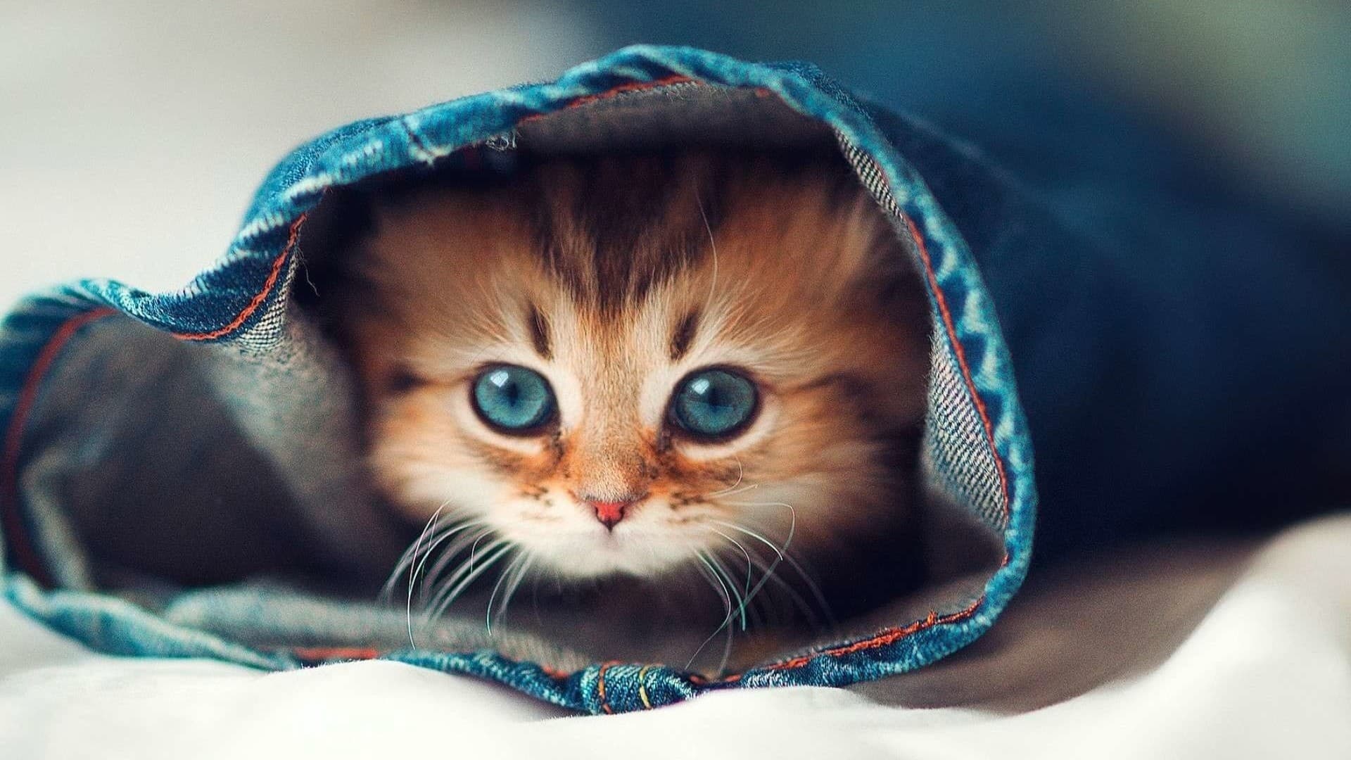 ねこといっしょにすごした特別なじかん