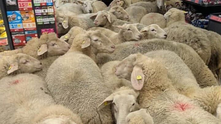 ドイツでたくさんの羊がスーパーに入りました