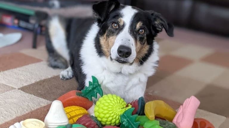 犬は人の話を聞いておもちゃの名前を覚えることができる