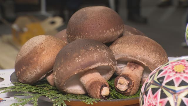 <ruby ><rb><span class="" word="高">高</span></rb><rt>たか</rt></ruby><span class="" word="い">い</span><span class="" word="し">し</span><span class="" word="い">い</span><span class="" word="た">た</span><span class="" word="け">け</span><span class="" word="「">「</span><span class="" word="N">N</span><span class="" word="o">o</span><span class="" word="t">t</span><span class="" word="o">o</span><span class="" word="t">t</span><span class="" word="e">e</span><span class="" word="m">m</span><span class="" word="a">a</span><span class="" word="r">r</span><span class="" word="i">i</span><span class="" word="」">」</span><span class="" word="が">が</span><span class="" word="う">う</span><span class="" word="れ">れ</span><span class="" word="ま">ま</span><span class="" word="し">し</span><span class="" word="た">た</span>