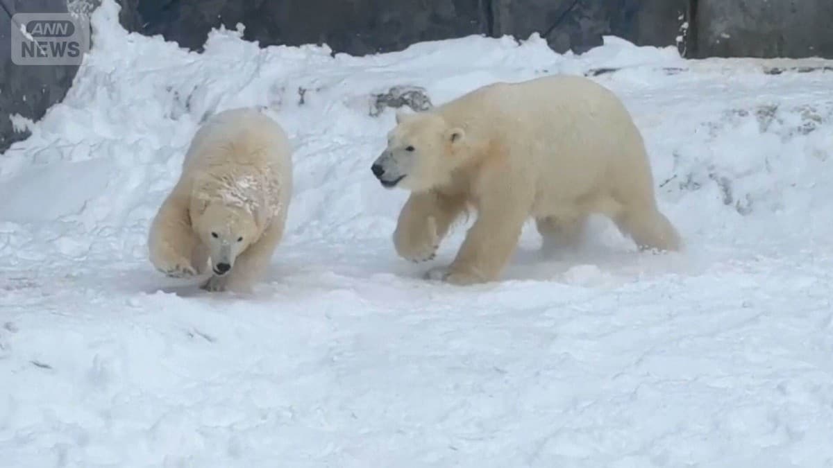 はじめてのゆきであそぶホッキョクグマの子ども