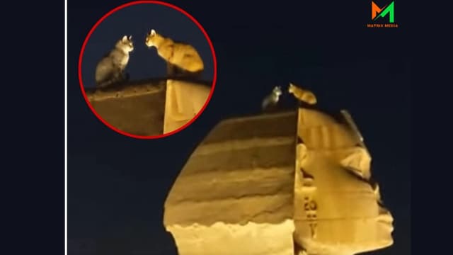 <span class="" word="ス">ス</span><span class="" word="フ">フ</span><span class="" word="ィ">ィ</span><span class="" word="ン">ン</span><span class="" word="ク">ク</span><span class="" word="ス">ス</span><span class="" word="の">の</span><ruby ><rb><span class="jlpt-n5" word="上">上</span></rb><rt>うえ</rt></ruby><span class="" word="の">の</span><span class="jlpt-n5" word="二">二</span><span class="" word="ひ">ひ</span><span class="" word="き">き</span><span class="" word="の">の</span><ruby ><rb><span class="jlpt-n5" word="猫">猫</span></rb><rt>ねこ</rt></ruby>