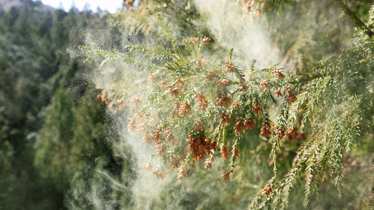 今年の花粉はとても多い