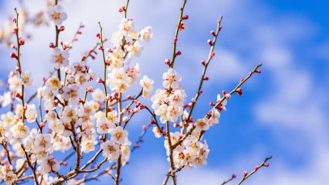 <ruby ><rb><span class="unknown" word="熱海">熱海</span></rb><rt>あたみ</rt></ruby><ruby ><rb><span class="unknown" word="梅園">梅園</span></rb><rt>ばいえん</rt></ruby><span class="" word="で">で</span><ruby ><rb><span class="" word="早">早</span></rb><rt>はや</rt></ruby><span class="" word="い">い</span><ruby ><rb><span class="jlpt-n5" word="春">春</span></rb><rt>はる</rt></ruby><span class="" word="を">を</span><ruby ><rb><span class="" word="楽">楽</span></rb><rt>たの</rt></ruby><span class="" word="し">し</span><span class="" word="も">も</span><span class="" word="う">う</span><span class="" word="！">！</span><ruby ><rb><span class="" word="梅">梅</span></rb><rt>うめ</rt></ruby><span class="" word="ま">ま</span><span class="" word="つ">つ</span><span class="" word="り">り</span><span class="" word="（">（</span><ruby ><rb><span class="" word="1">1</span><span class="jlpt-n3" word="月">月</span></rb><rt>いちがつ</rt></ruby><ruby ><rb><span class="" word="1">1</span><span class="" word="0">0</span><span class="jlpt-n4" word="日">日</span></rb><rt>とおか</rt></ruby><span class="" word="〜">〜</span><ruby ><rb><span class="" word="3">3</span><span class="" word="月">月</span></rb><rt>さんがつ</rt></ruby><ruby ><rb><span class="" word="8">8</span><span class="" word="日">日</span></rb><rt>ようか</rt></ruby><span class="" word="）">）</span>