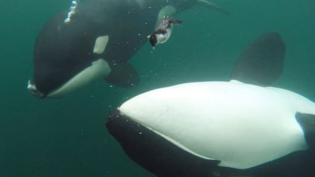 <span class="" word="シ">シ</span><span class="" word="ャ">ャ</span><span class="" word="チ">チ</span><span class="" word="が">が</span><ruby ><rb><span class="jlpt-n5" word="人">人</span></rb><rt>ひと</rt></ruby><span class="" word="に">に</span><span class="" word="え">え</span><span class="" word="さ">さ</span><span class="" word="を">を</span><span class="" word="あ">あ</span><span class="" word="げ">げ</span><span class="" word="た">た</span><span class="" word="と">と</span><span class="" word="き">き</span>