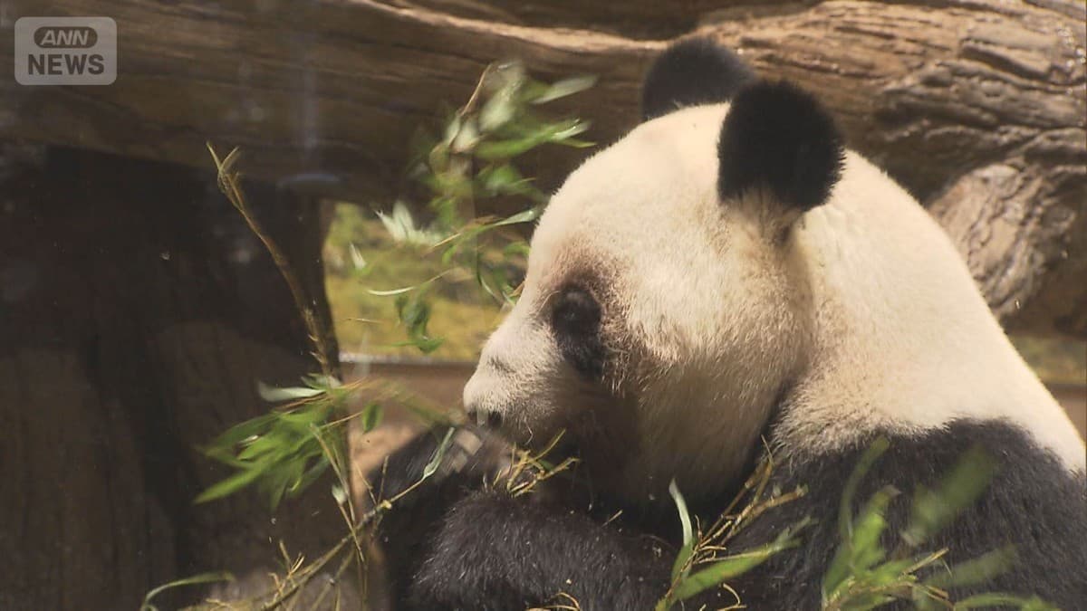 上野動物園のパンダ　中国へかえります