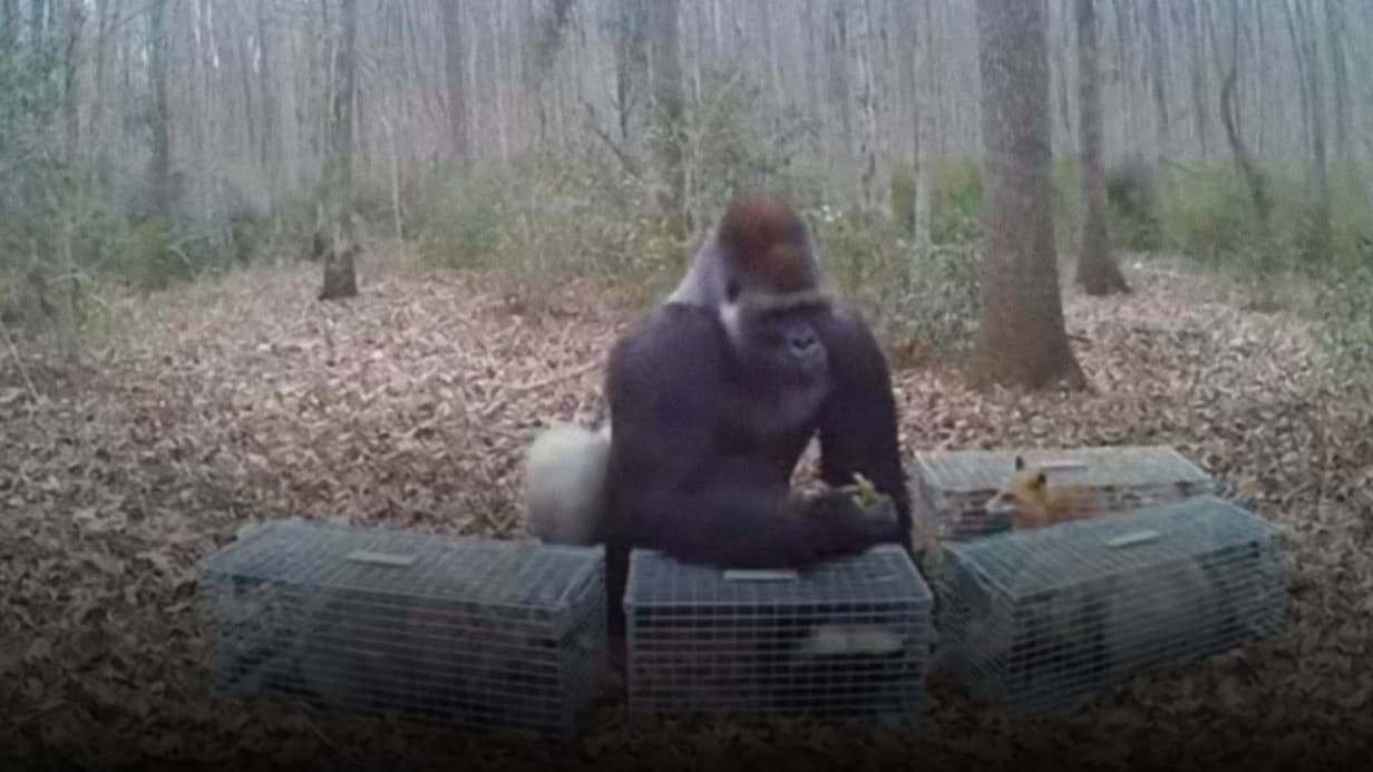 ゴリラが罠にかかった動物を助けるふしぎな行動