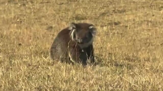 <span class="" word="コ">コ</span><span class="" word="ア">ア</span><span class="" word="ラ">ラ</span><span class="" word="が">が</span><ruby ><rb><span class="jlpt-n5" word="山">山</span><span class="jlpt-n4" word="火事">火事</span></rb><rt>やまかじ</rt></ruby><span class="" word="か">か</span><span class="" word="ら">ら</span><ruby ><rb><span class="" word="助">助</span></rb><rt>たす</rt></ruby><span class="" word="け">け</span><span class="" word="ら">ら</span><span class="" word="れ">れ</span><span class="" word="る">る</span>