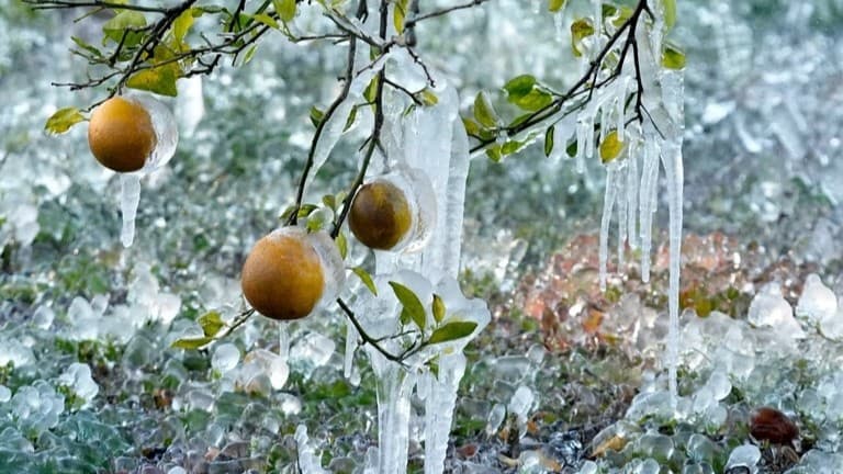 フロリダはとてもさむい日になりました