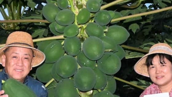 異国の風、滋賀に吹く。注目される「青パパイヤ」の産業化の動き