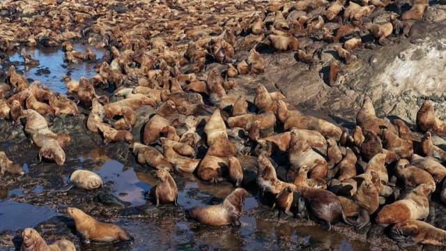 <ruby ><rb><span class="unknown" word="北海道">北海道</span></rb><rt>ほっかいどう</rt></ruby><span class="" word="で">で</span><span class="" word="ア">ア</span><span class="" word="シ">シ</span><span class="" word="カ">カ</span><span class="" word="の">の</span><ruby ><rb><span class="" word="群">群</span></rb><rt>む</rt></ruby><span class="" word="れ">れ</span><span class="" word="が">が</span><ruby ><rb><span class="jlpt-n2" word="漁業">漁業</span></rb><rt>ぎょぎょう</rt></ruby><span class="" word="に">に</span><ruby ><rb><span class="" word="大">大</span></rb><rt>おお</rt></ruby><span class="" word="き">き</span><span class="" word="な">な</span><ruby ><rb><span class="jlpt-n3" word="被害">被害</span></rb><rt>ひがい</rt></ruby>