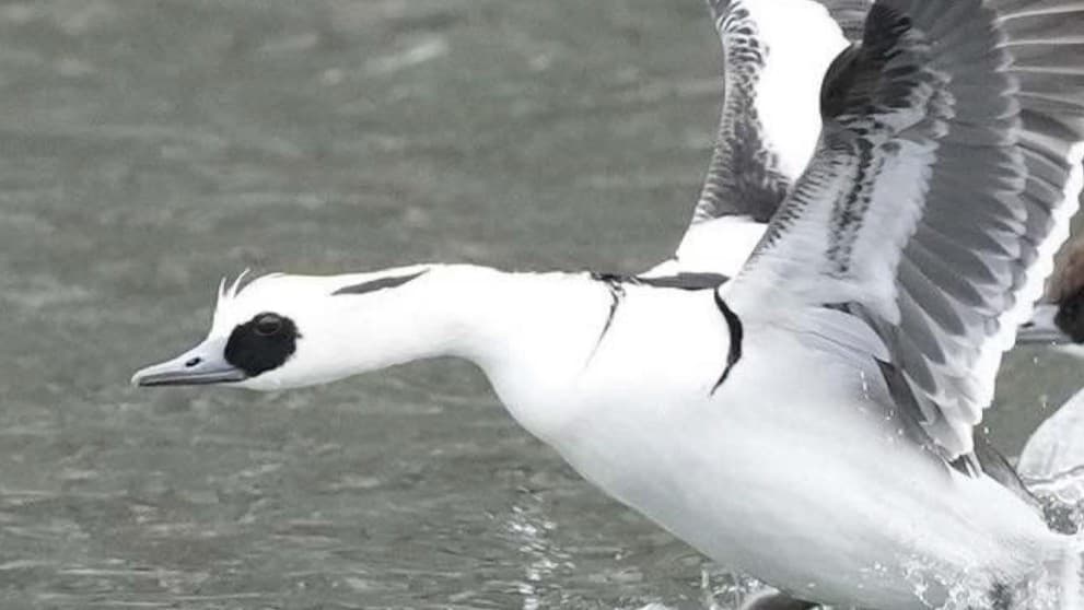 大阪城のほりにパンダみたいなとりがきました