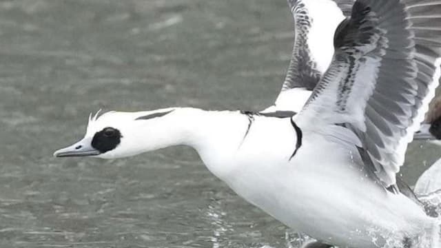 <ruby ><rb><span class="unknown" word="大阪">大阪</span><span class="jlpt-n3" word="城">城</span></rb><rt>おおさかじょう</rt></ruby><span class="" word="の">の</span><ruby ><rb><span class="" word="ほ">ほ</span><span class="" word="り">り</span></rb><rt>堀</rt></ruby><span class="" word="に">に</span><span class="" word="パ">パ</span><span class="" word="ン">ン</span><span class="" word="ダ">ダ</span><span class="" word="み">み</span><span class="" word="た">た</span><span class="" word="い">い</span><span class="" word="な">な</span><span class="" word="と">と</span><span class="" word="り">り</span><span class="" word="が">が</span><span class="" word="き">き</span><span class="" word="ま">ま</span><span class="" word="し">し</span><span class="" word="た">た</span>