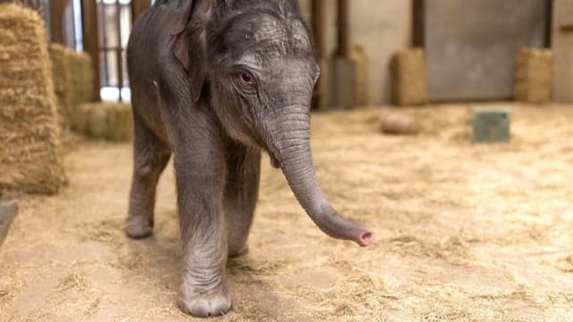 <span class="" word="ス">ス</span><span class="" word="ミ">ミ</span><span class="" word="ソ">ソ</span><span class="" word="ニ">ニ</span><span class="" word="ア">ア</span><span class="" word="ン">ン</span><ruby><rb><span class="jlpt-n5" word="動物">動物</span><span class="jlpt-n1" word="園">園</span></rb><rt>どうぶつえん</rt></ruby><span class="" word="で">で</span><span class="jlpt-n4" word="アジア">アジア</span><span class="" word="ゾ">ゾ</span><span class="" word="ウ">ウ</span><span class="" word="の">の</span><ruby><rb><span class="" word="赤">赤</span></rb><rt>あか</rt></ruby><span class="" word="ち">ち</span><span class="" word="ゃ">ゃ</span><span class="" word="ん">ん</span><span class="" word="が">が</span><ruby><rb><span class="" word="生">生</span></rb><rt>う</rt></ruby><span class="" word="ま">ま</span><span class="" word="れ">れ</span><span class="" word="ま">ま</span><span class="" word="し">し</span><span class="" word="た">た</span>