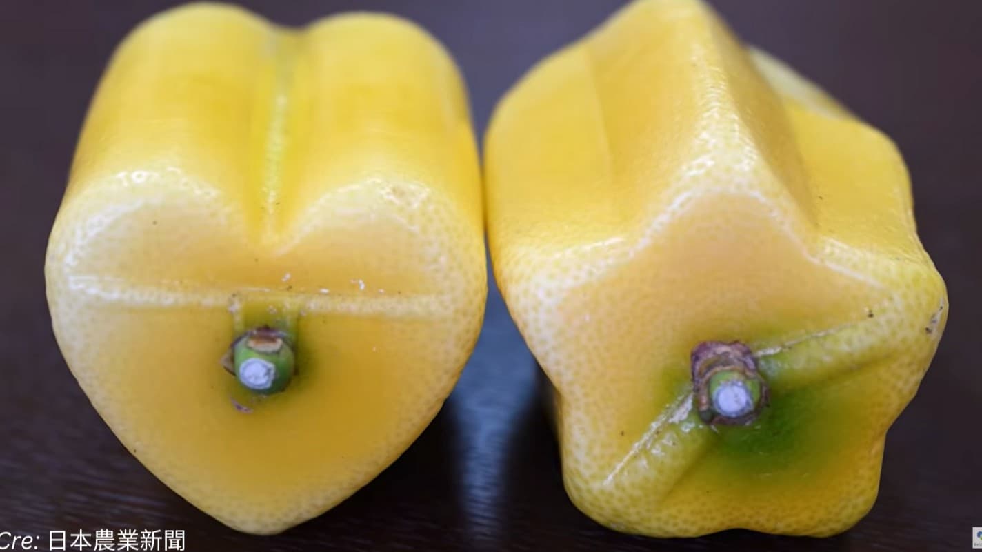 広島・瀬戸田のハートと星の形のレモンが人気