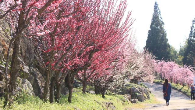 <ruby ><rb><span class="unknown" word="福岡">福岡</span><span class="jlpt-n3" word="県">県</span></rb><rt>ふくおかけん</rt></ruby><ruby ><rb><span class="unknown" word="大牟田">大牟田</span><span class="jlpt-n4" word="市">市</span></rb><rt>おおむたし</rt></ruby> <ruby ><rb><span class="unknown" word="地面">地面</span></rb><rt>じめん</rt></ruby><span class="" word="に">に</span><span class="" word="ね">ね</span><span class="" word="そ">そ</span><span class="" word="べ">べ</span><span class="" word="る">る</span><ruby ><rb><span class="unknown" word="龍">龍</span></rb><rt>りゅう</rt></ruby><span class="" word="の">の</span><span class="" word="よ">よ</span><span class="" word="う">う</span><span class="" word="な">な</span><ruby ><rb><span class="jlpt-n3" word="梅">梅</span></rb><rt>うめ</rt></ruby><span class="" word="の">の</span><ruby ><rb><span class="jlpt-n5" word="木">木</span></rb><rt>き</rt></ruby>