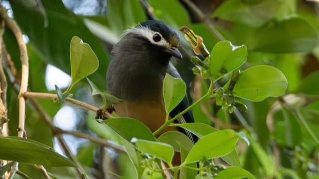 <ruby><rb><span class="jlpt-n1" word="花粉">花粉</span></rb><rt>かふん</rt></ruby><ruby><rb><span class="unknown" word="媒介">媒介</span></rb><rt>ばいかい</rt></ruby><span class="" word="に">に</span><ruby><rb><span class="" word="関">関</span></rb><rt>かん</rt></ruby><span class="" word="す">す</span><span class="" word="る">る</span><ruby><rb><span class="jlpt-n1" word="進化">進化</span></rb><rt>しんか</rt></ruby><span class="jlpt-n2" word="モデル">モデル</span><span class="" word="を">を</span><ruby><rb><span class="" word="覆">覆</span></rb><rt>くつがえ</rt></ruby><span class="" word="す">す</span><span class="" word="も">も</span><span class="" word="の">の</span>