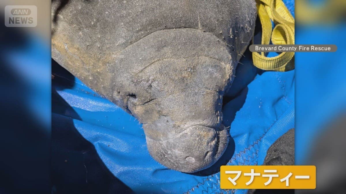 マナティーがパイプに入りました