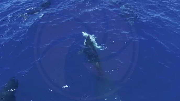 シャチのグループがホホジロザメをおそう　メキシコでドローンがとらえた